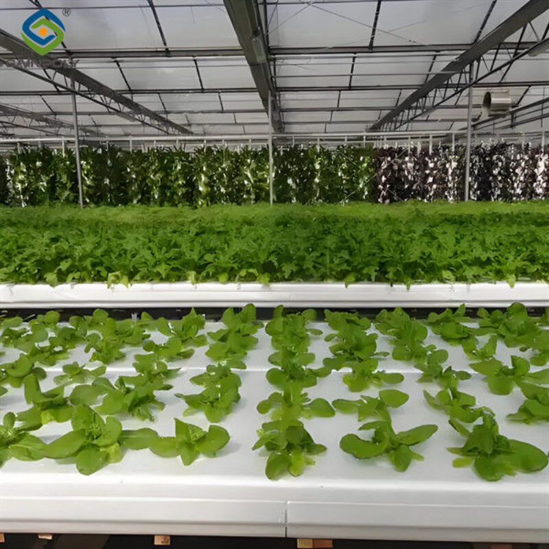 Substrate Cultivation Outdoor Hydroponics Greenhouse Weather Resistance