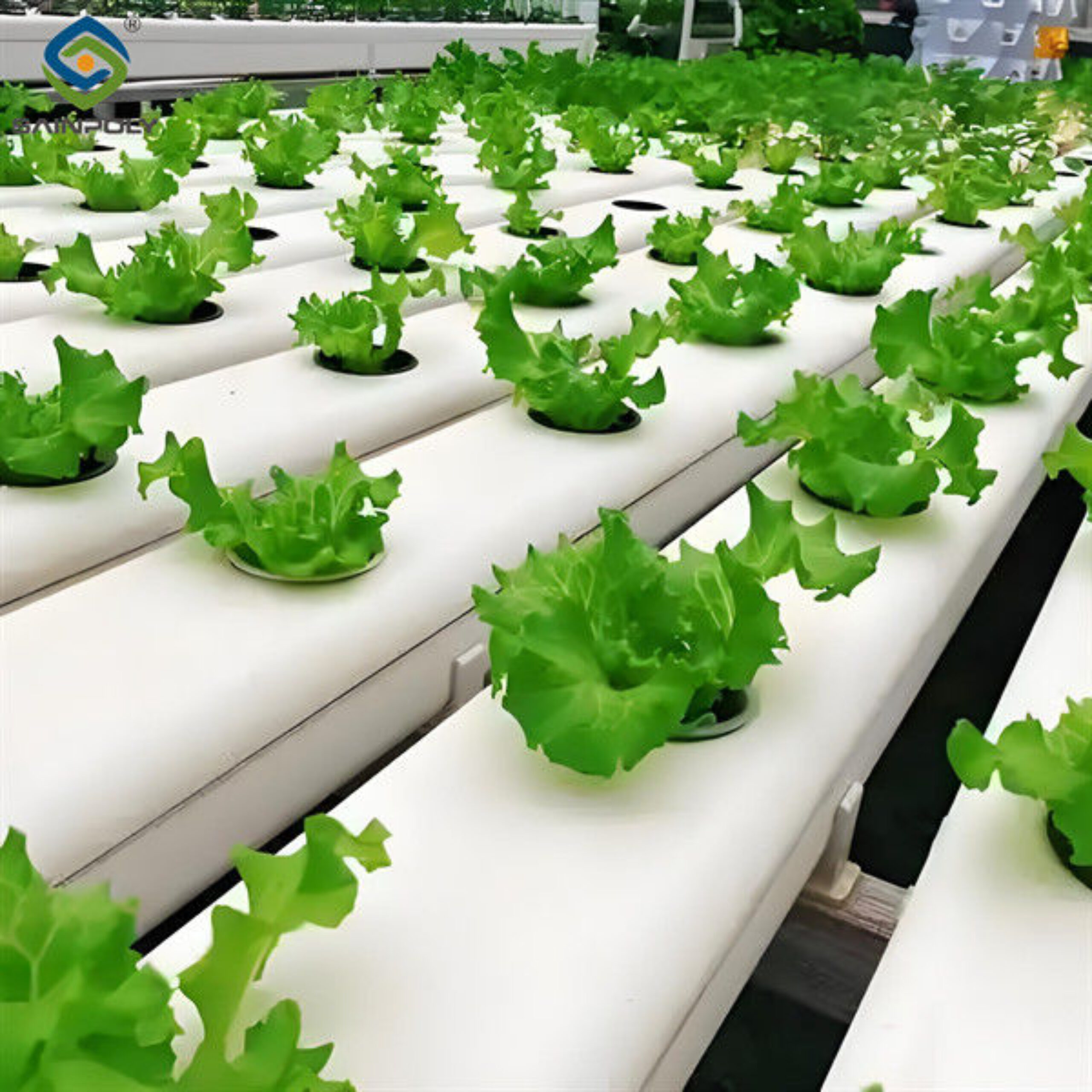 Substrate Cultivation Outdoor Hydroponics Greenhouse Weather Resistance