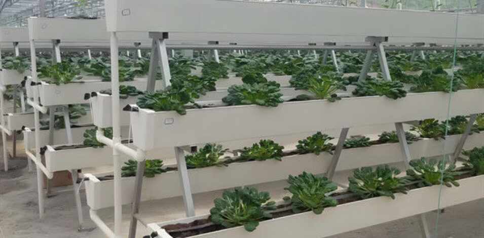 Substrate Cultivation Outdoor Hydroponics Greenhouse Weather Resistance
