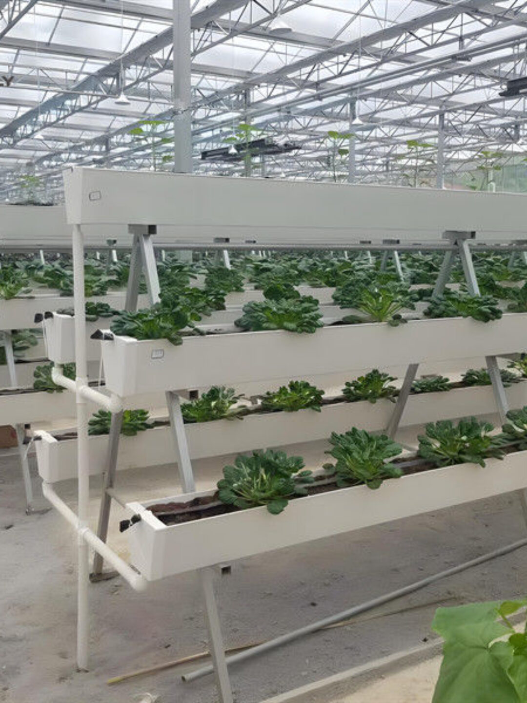 Substrate Cultivation Outdoor Hydroponics Greenhouse Weather Resistance