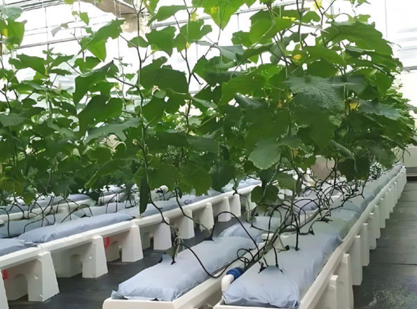 Substrate Cultivation Outdoor Hydroponics Greenhouse Weather Resistance