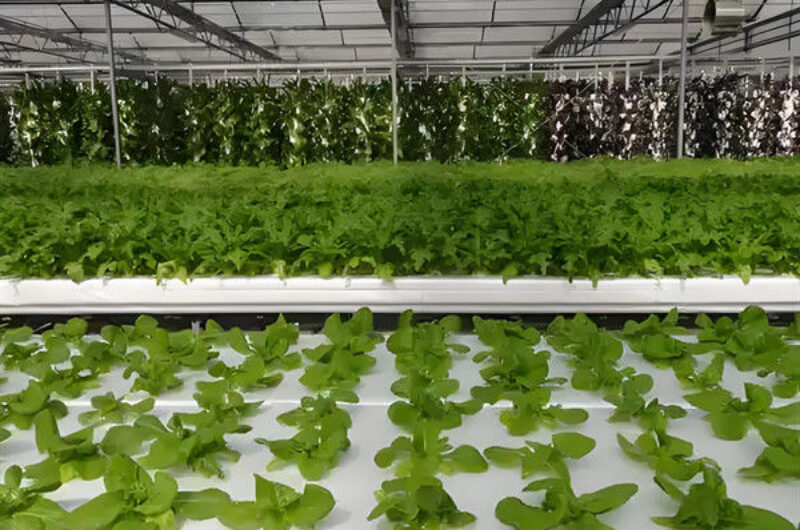 Substrate Cultivation Outdoor Hydroponics Greenhouse Weather Resistance