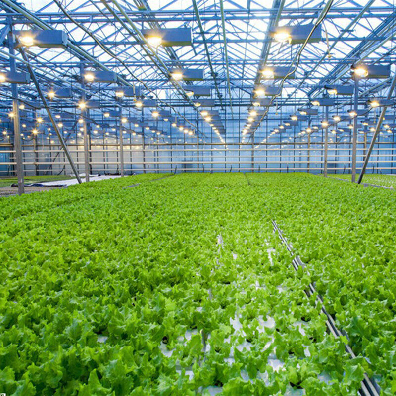 The flat hydroponic greenhouse is equipped with a single-layer planting bed that does not require layered