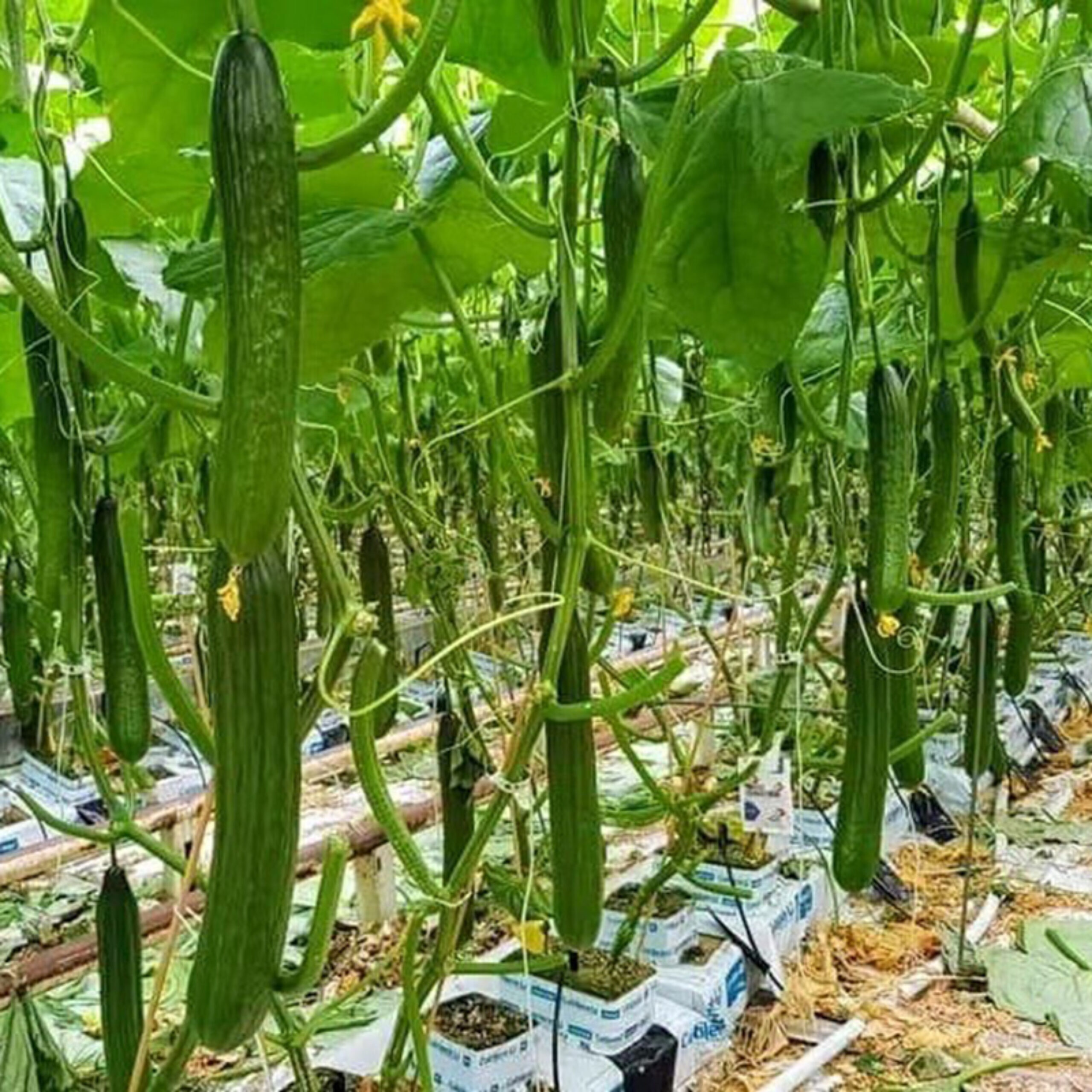 The flat hydroponic greenhouse is equipped with a single-layer planting bed that does not require layered
