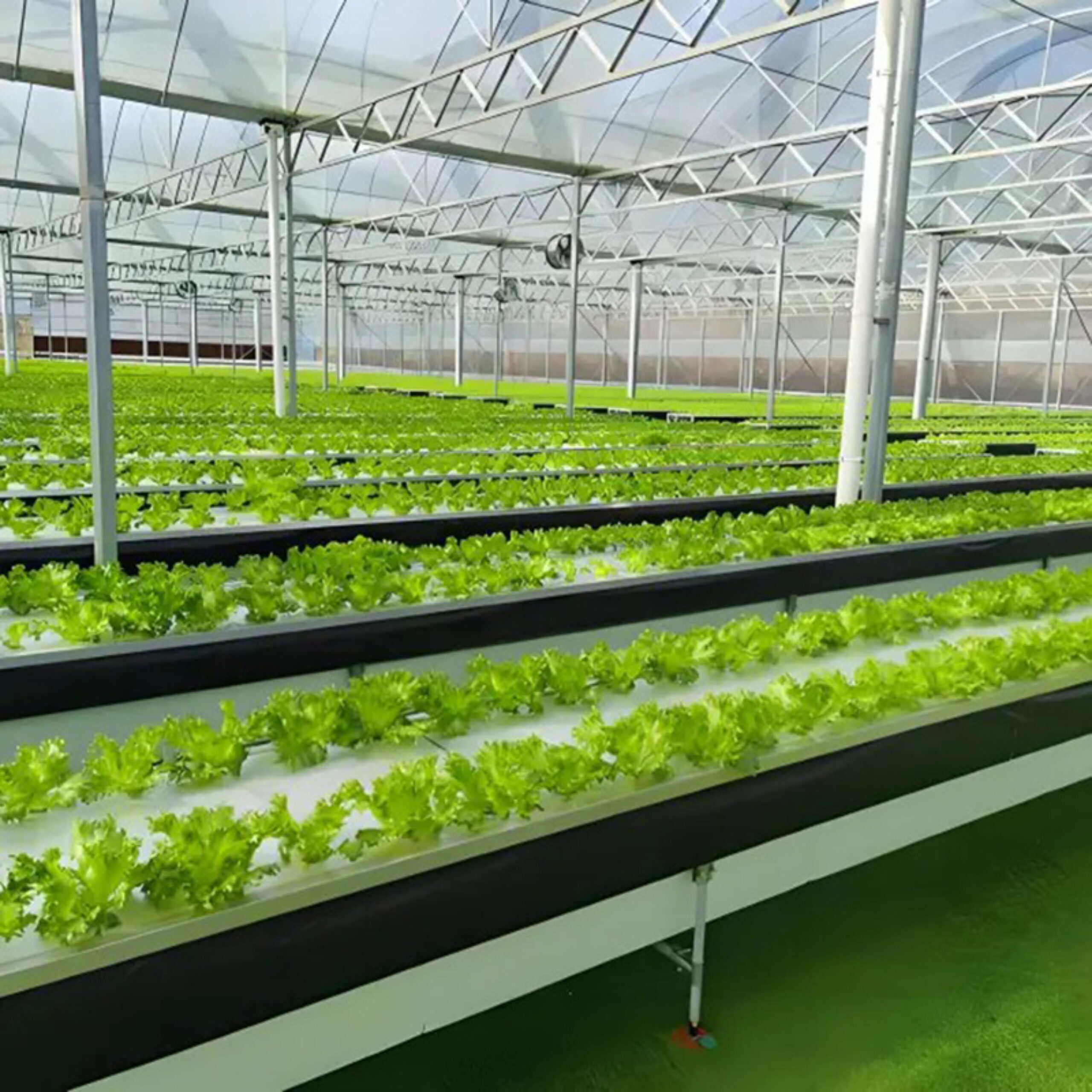 The flat hydroponic greenhouse is equipped with a single-layer planting bed that does not require layered