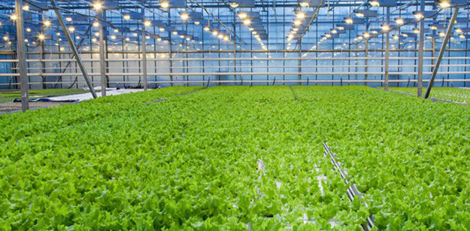 The flat hydroponic greenhouse is equipped with a single-layer planting bed that does not require layered