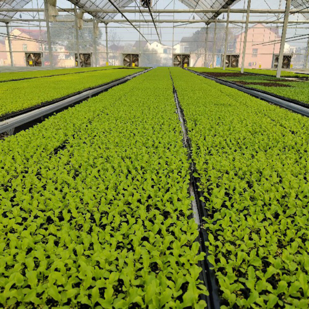 The flat hydroponic greenhouse is equipped with a single-layer planting bed that does not require layered