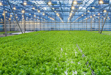 The flat hydroponic greenhouse is equipped with a single-layer planting bed that does not require layered