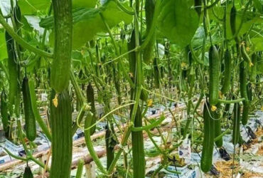 The flat hydroponic greenhouse is equipped with a single-layer planting bed that does not require layered