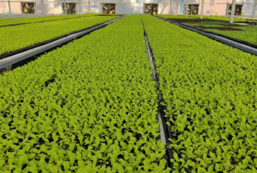 The flat hydroponic greenhouse is equipped with a single-layer planting bed that does not require layered