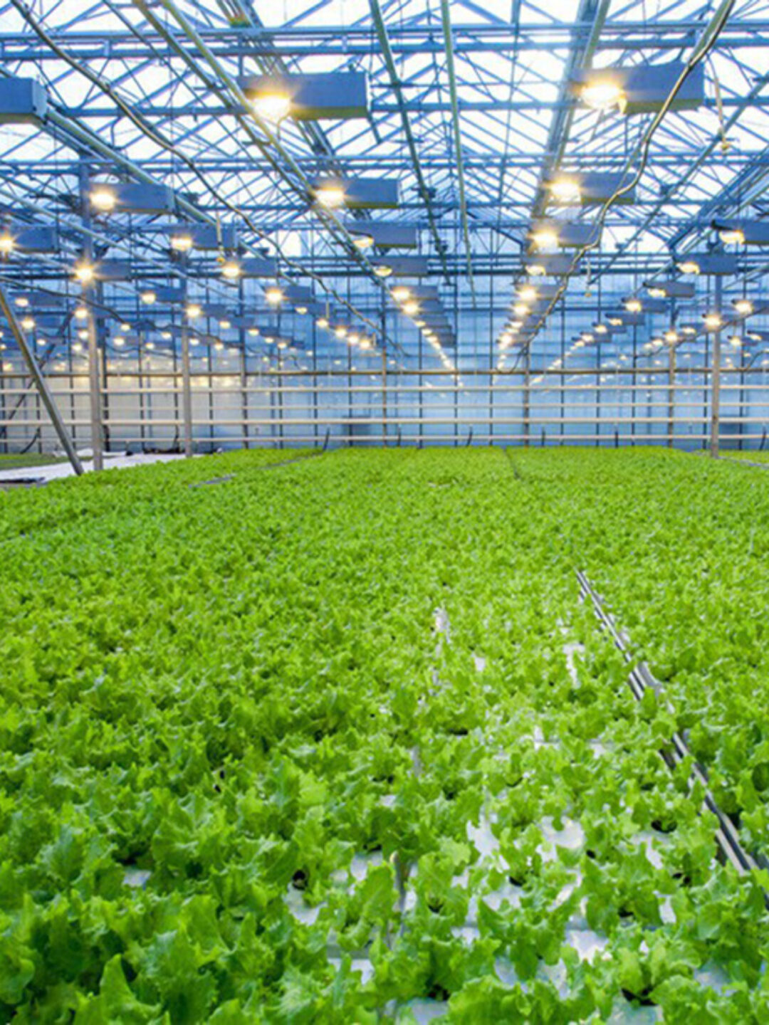 The flat hydroponic greenhouse is equipped with a single-layer planting bed that does not require layered