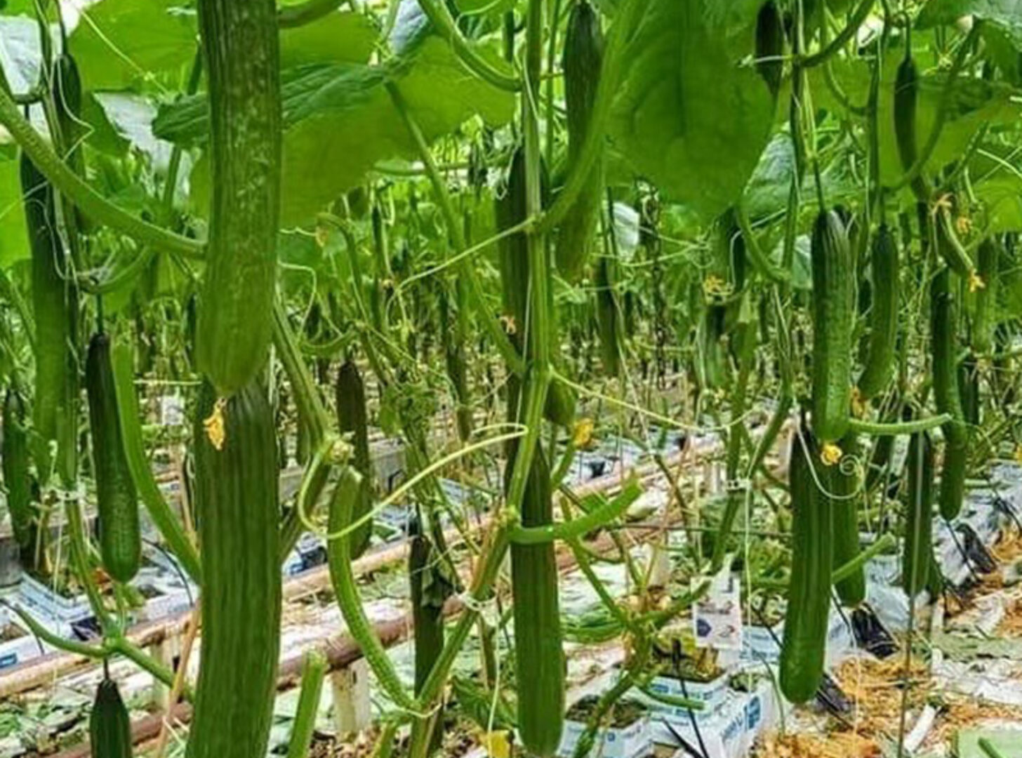 The flat hydroponic greenhouse is equipped with a single-layer planting bed that does not require layered