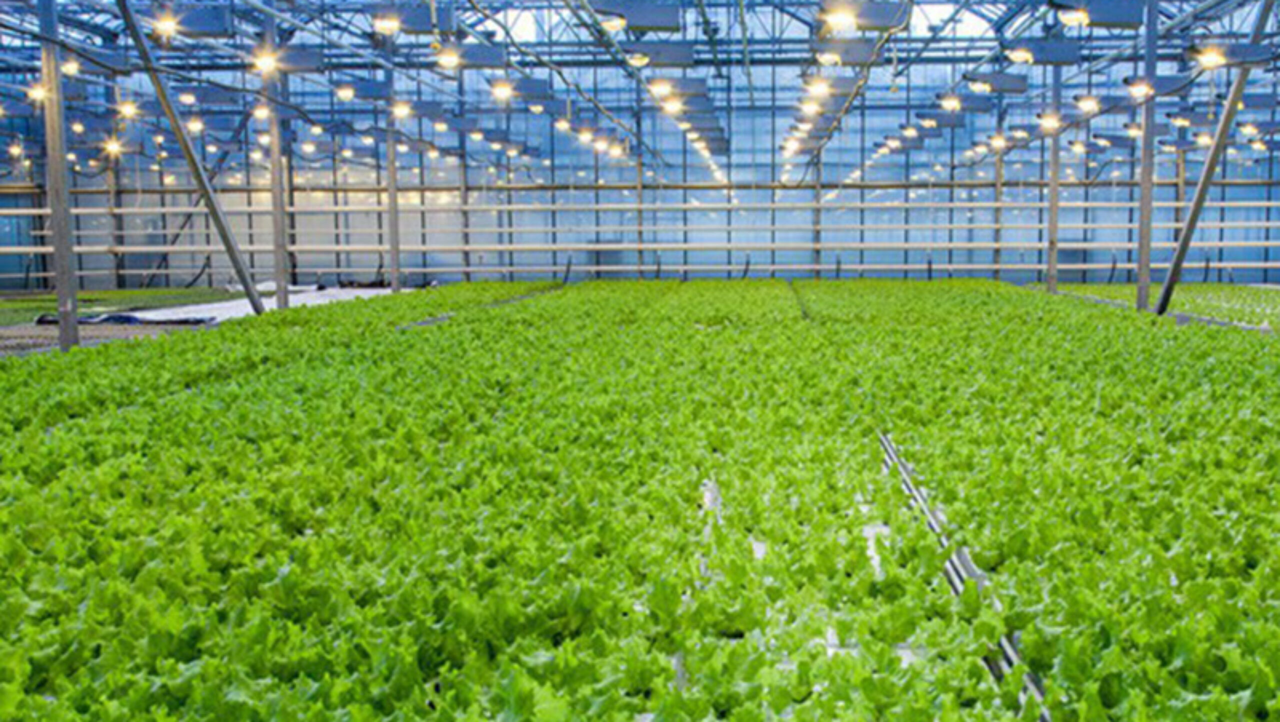 The flat hydroponic greenhouse is equipped with a single-layer planting bed that does not require layered