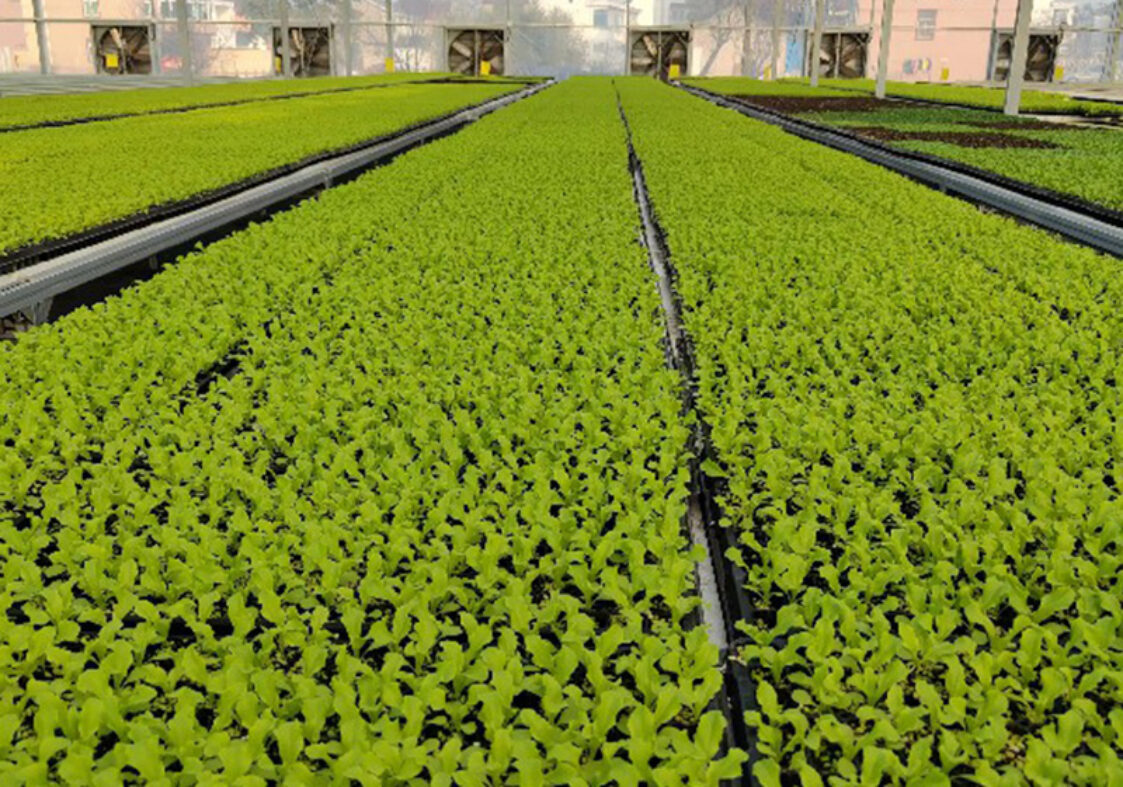 The flat hydroponic greenhouse is equipped with a single-layer planting bed that does not require layered