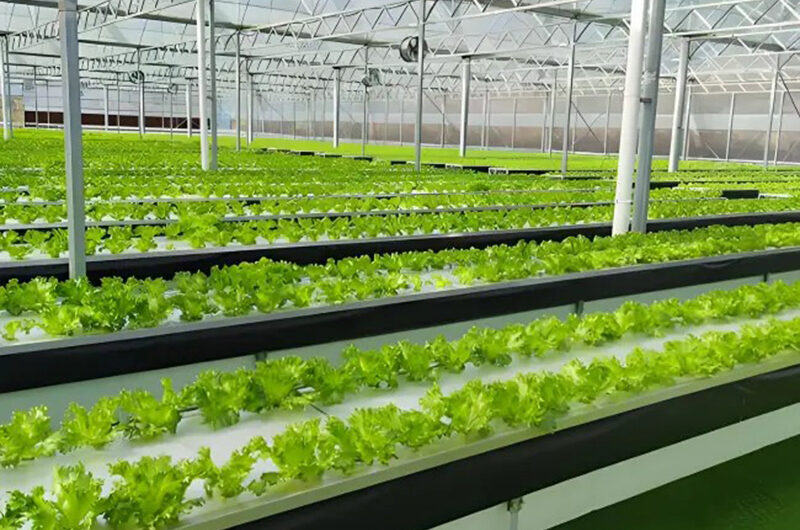 The flat hydroponic greenhouse is equipped with a single-layer planting bed that does not require layered