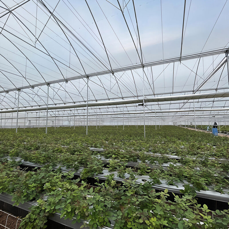 The Gothic greenhouse originally used for agricultural product cultivation in the factory is equipped