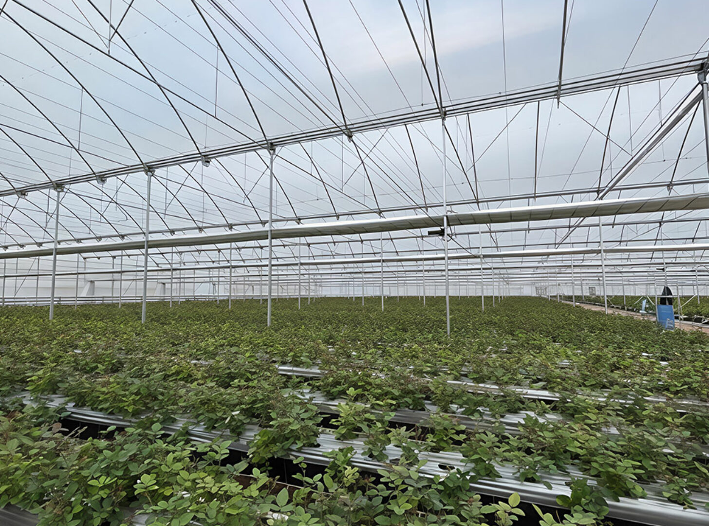 The Gothic greenhouse originally used for agricultural product cultivation in the factory is equipped