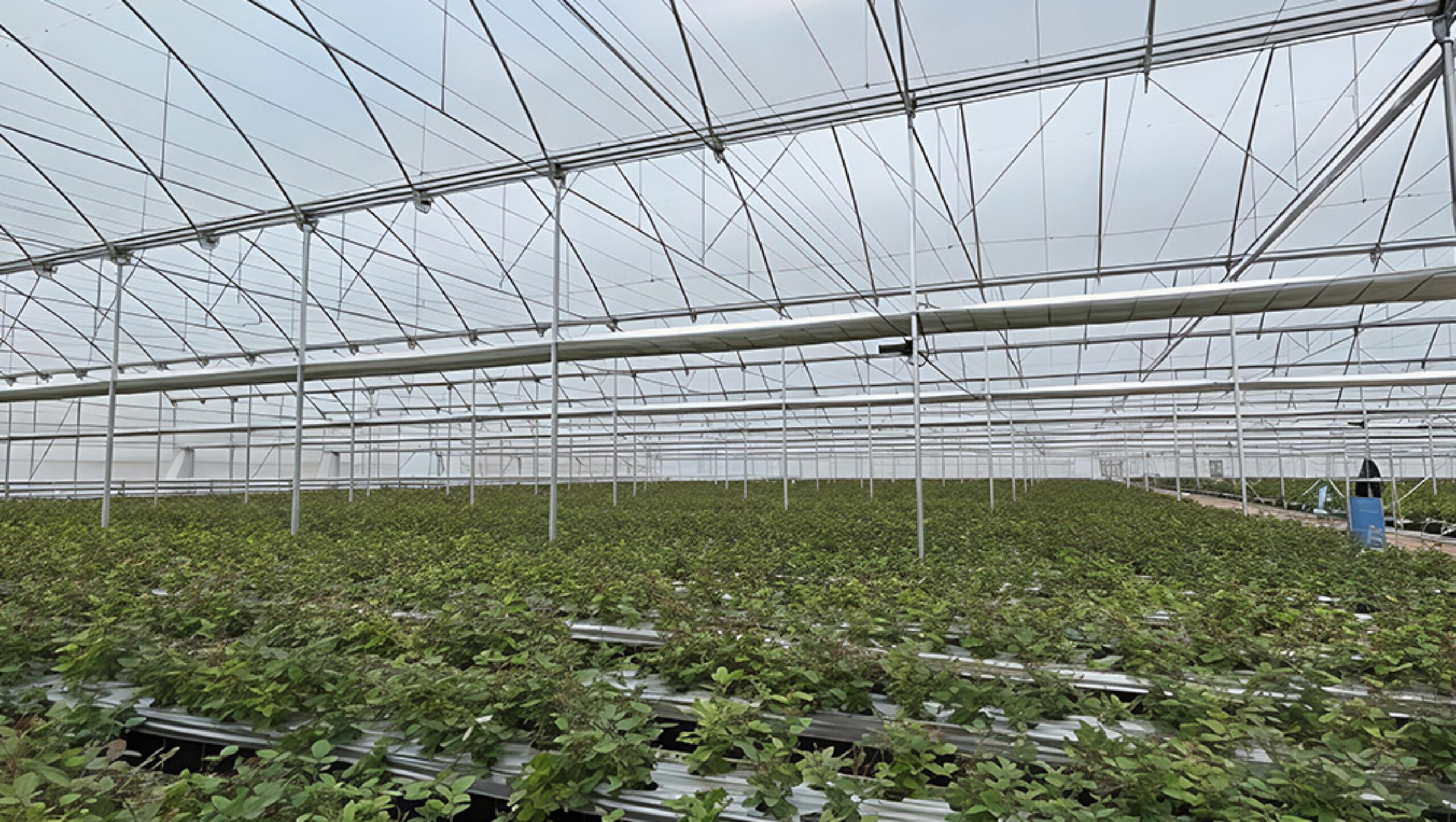 The Gothic greenhouse originally used for agricultural product cultivation in the factory is equipped