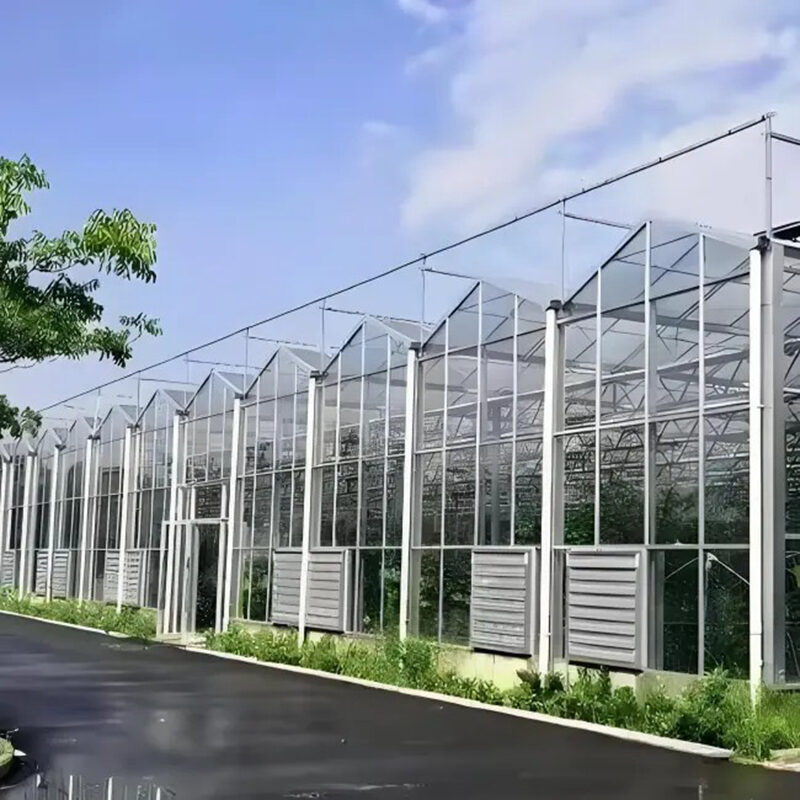 The new generation Venlo Glass greenhouse from is equipped with a brand new high transparency and diffuse