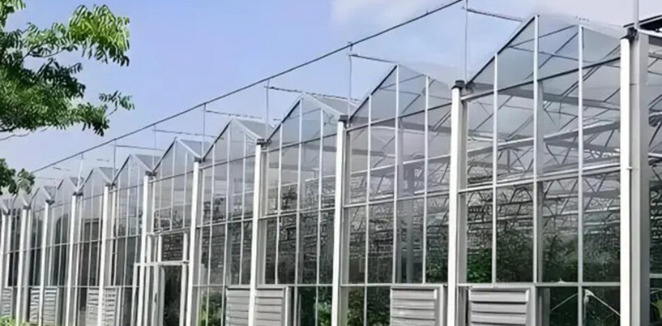 The new generation Venlo Glass greenhouse from is equipped with a brand new high transparency and diffuse