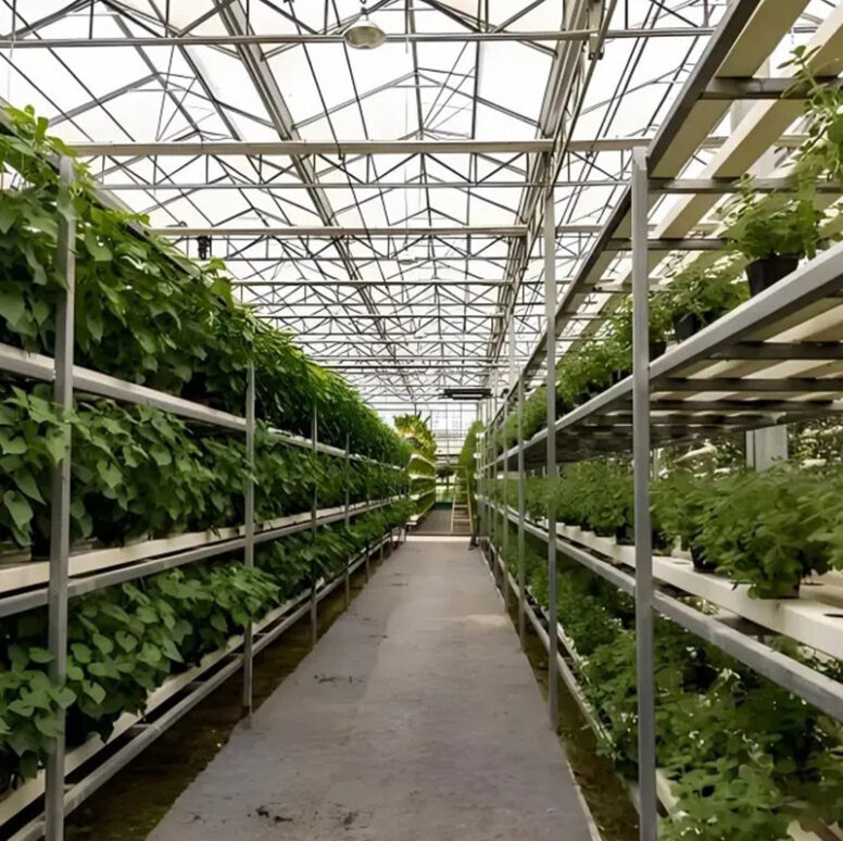 The Venlo Glass greenhouse originally used for agricultural product cultivation in the factory is