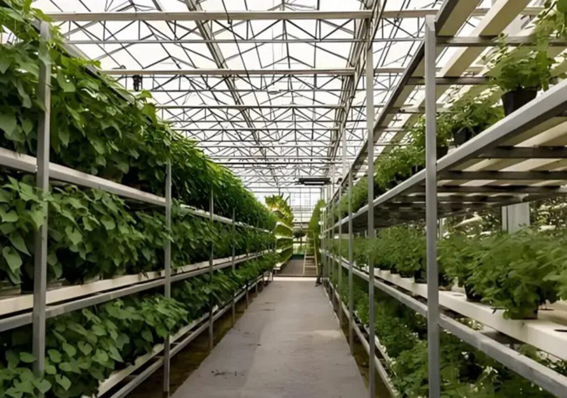 The Venlo Glass greenhouse originally used for agricultural product cultivation in the factory is