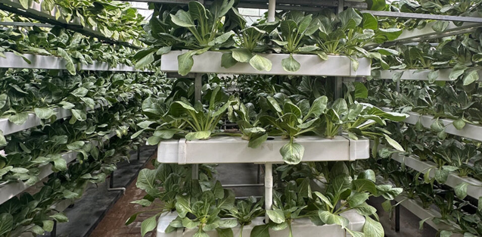 The Vertical Hydroponic Greenhouse adopts a multi-layer three-dimensional cultivation frame, compatible