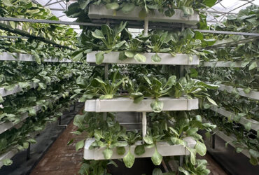 The Vertical Hydroponic Greenhouse adopts a multi-layer three-dimensional cultivation frame, compatible