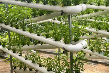 The Vertical Hydroponic Greenhouse adopts a multi-layer three-dimensional cultivation frame, compatible
