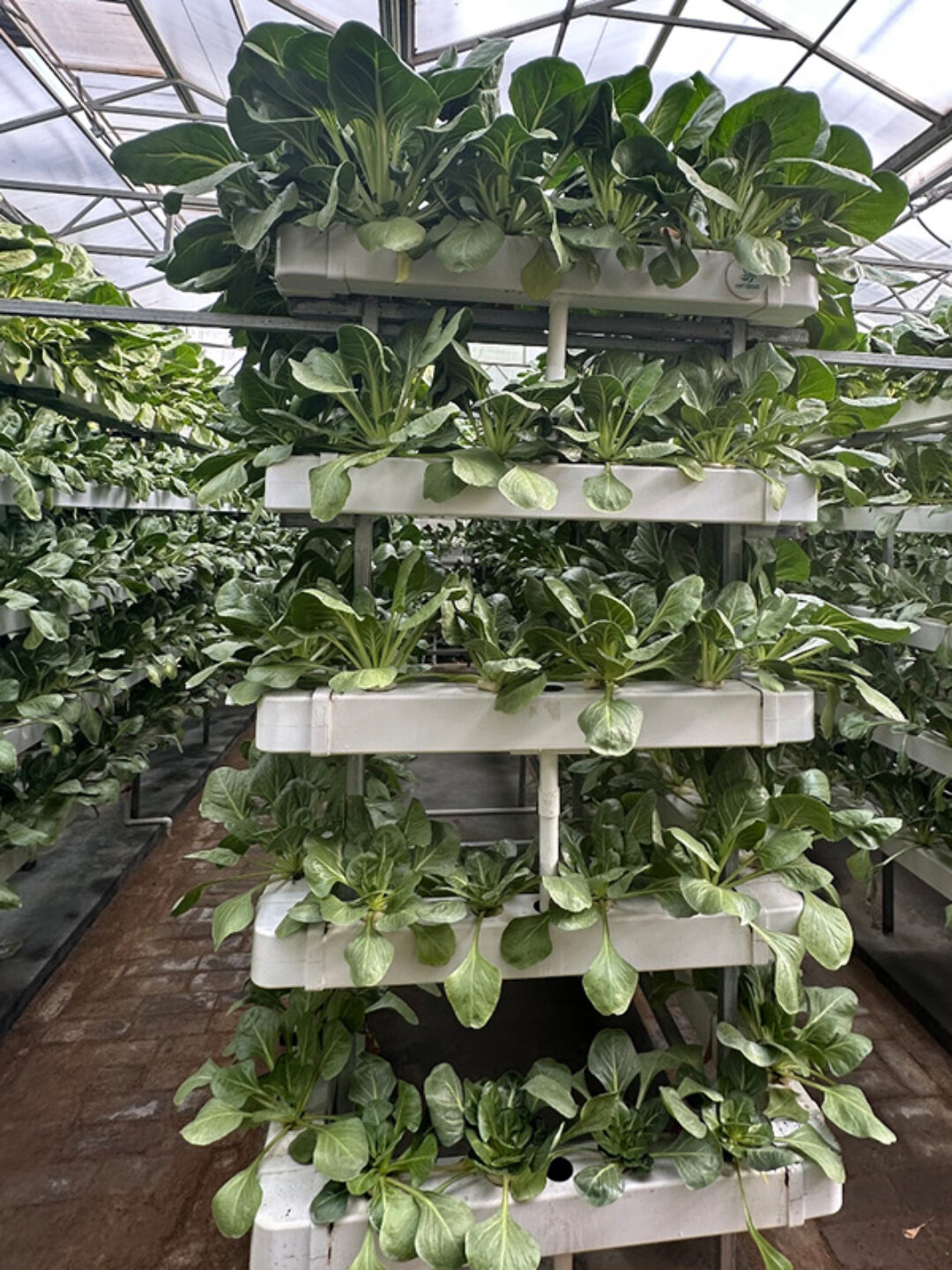 The Vertical Hydroponic Greenhouse adopts a multi-layer three-dimensional cultivation frame, compatible