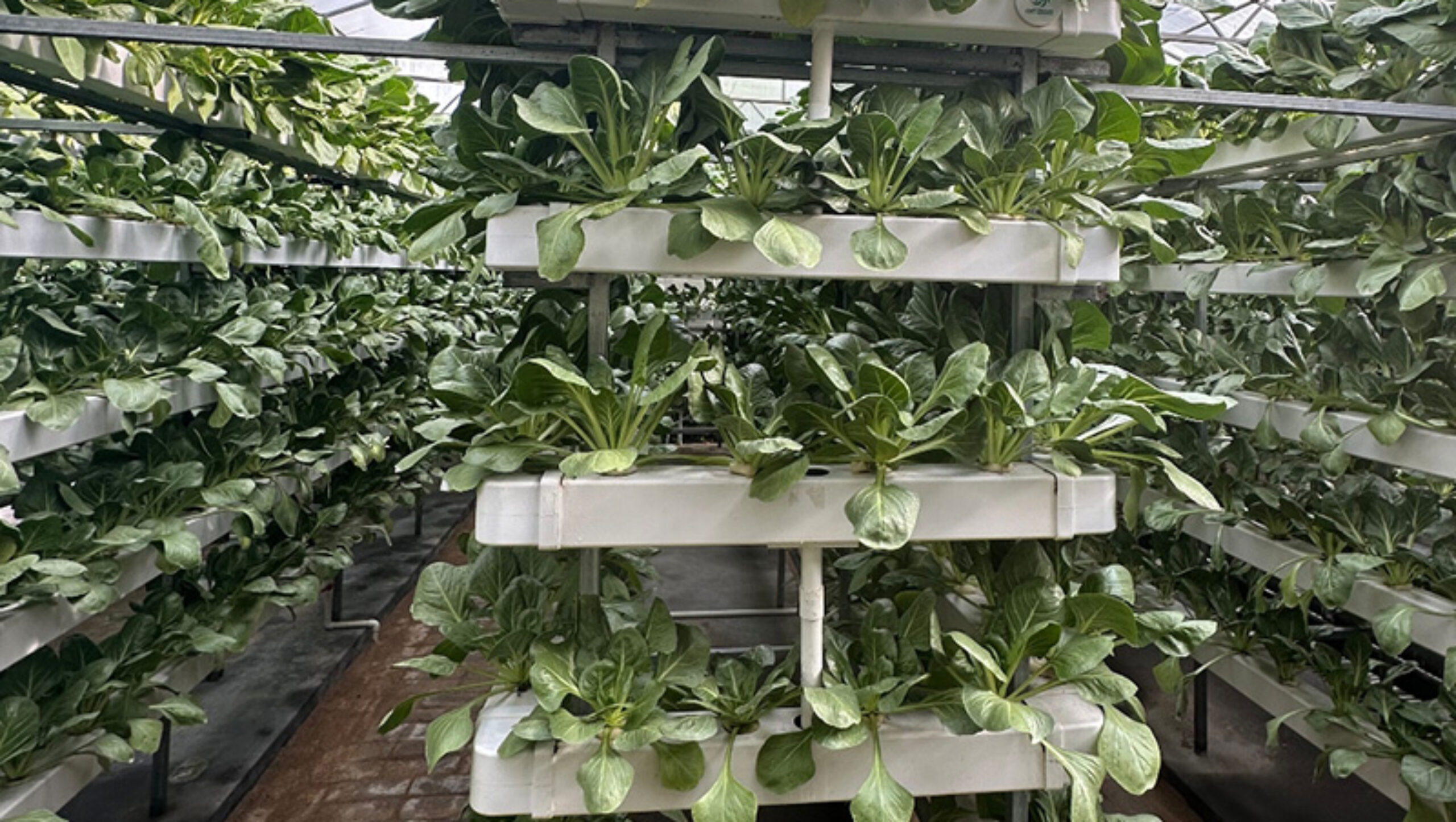 The Vertical Hydroponic Greenhouse adopts a multi-layer three-dimensional cultivation frame, compatible