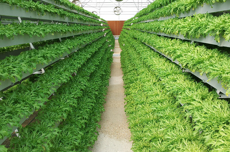 The Vertical Hydroponic Greenhouse adopts a multi-layer three-dimensional cultivation frame, compatible