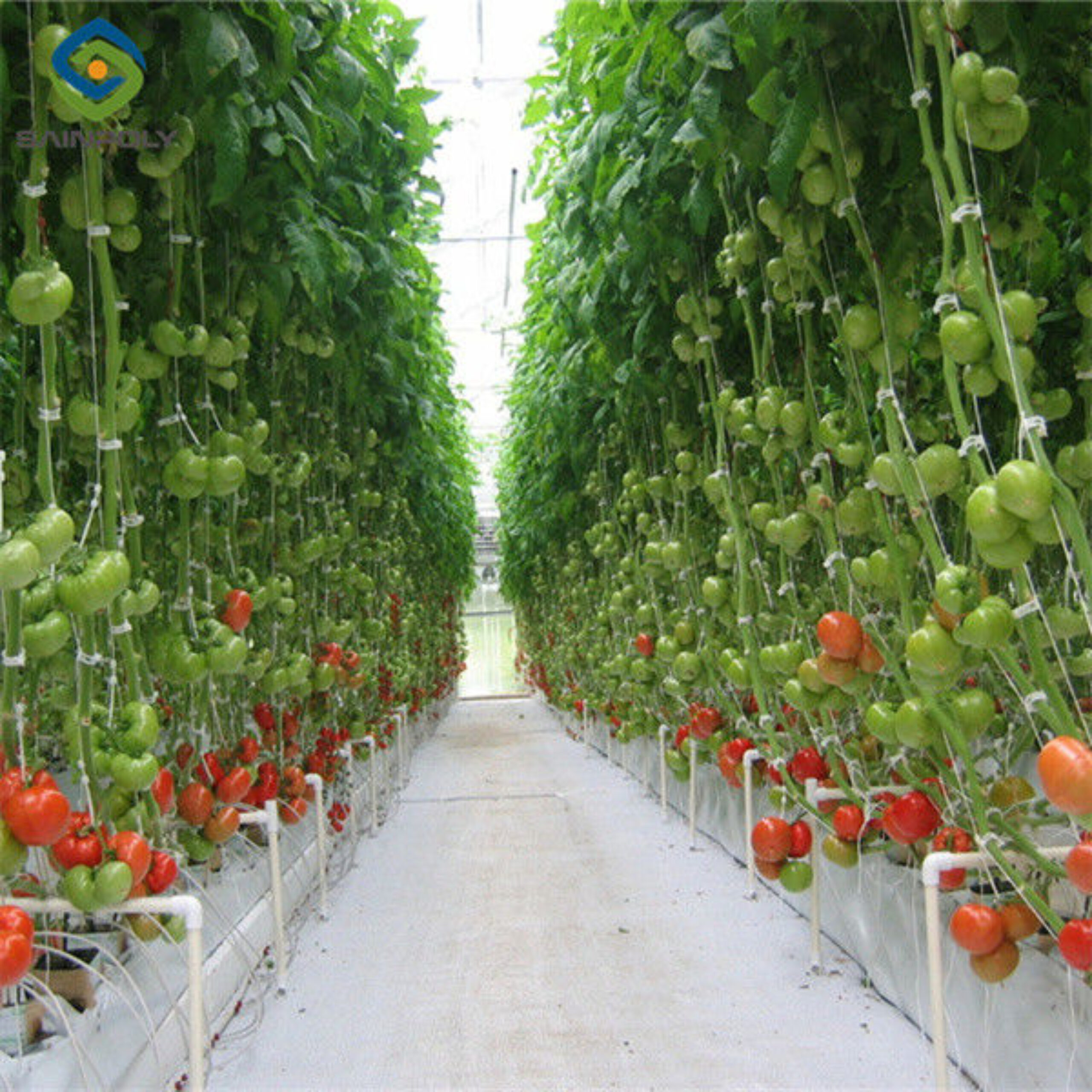 Tomato Greenhouse Agricultural Greenhouses For Vegetable Production