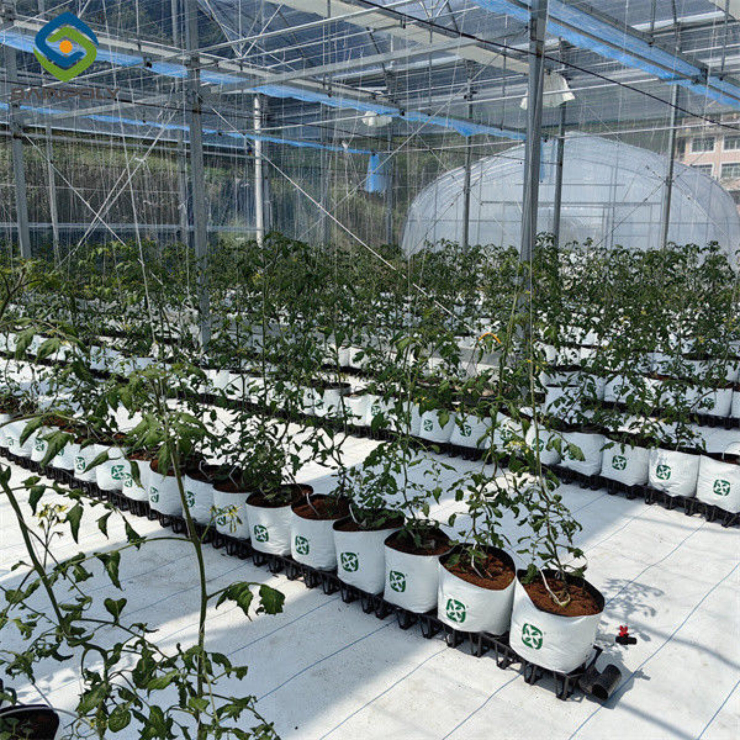 Tomato Greenhouse Agricultural Greenhouses For Vegetable Production