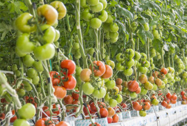 Tomato Greenhouse Agricultural Greenhouses For Vegetable Production