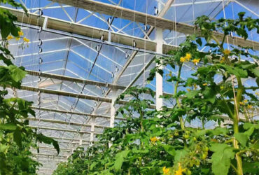 Tomato Greenhouse Agricultural Greenhouses For Vegetable Production