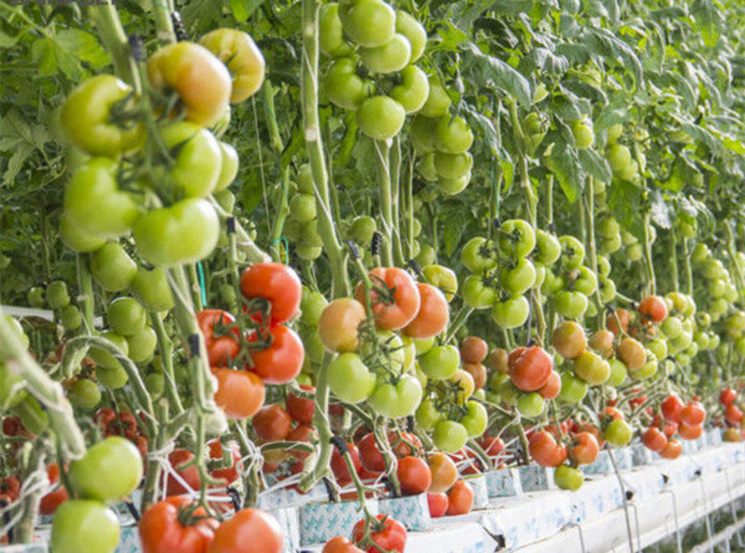 Tomato Greenhouse Agricultural Greenhouses For Vegetable Production