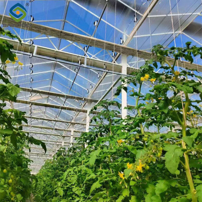 Tomato Greenhouse Agricultural Greenhouses For Vegetable Production