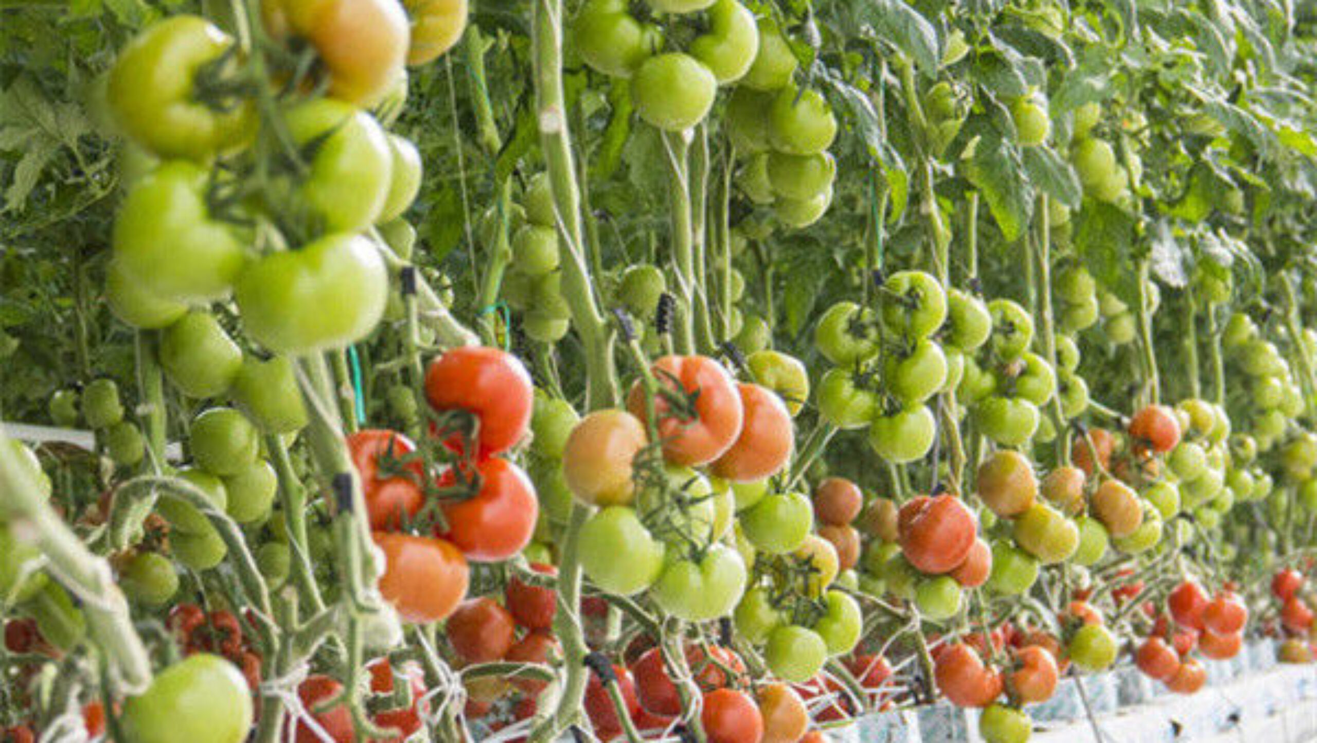 Tomato Greenhouse Agricultural Greenhouses For Vegetable Production