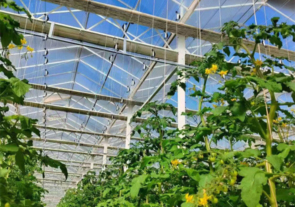 Tomato Greenhouse Agricultural Greenhouses For Vegetable Production