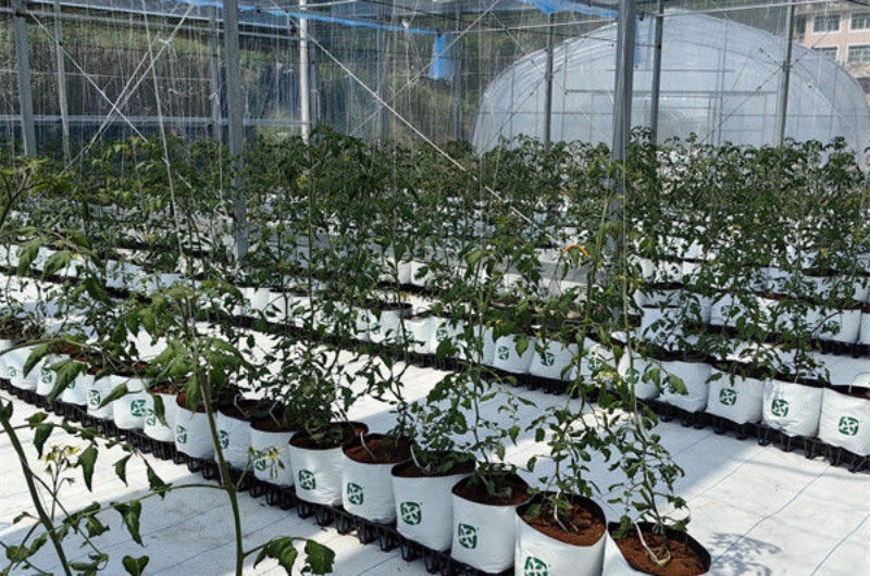 Tomato Greenhouse Agricultural Greenhouses For Vegetable Production
