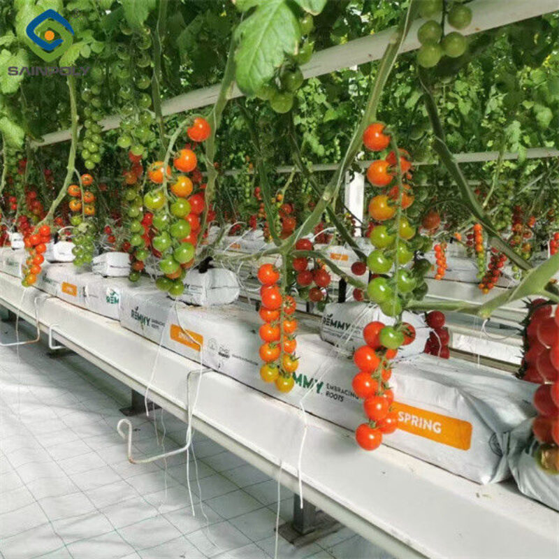 Tomato Plant Greenhouse Film Greenhouse With Hydroponic Culture Soilless Cultivation