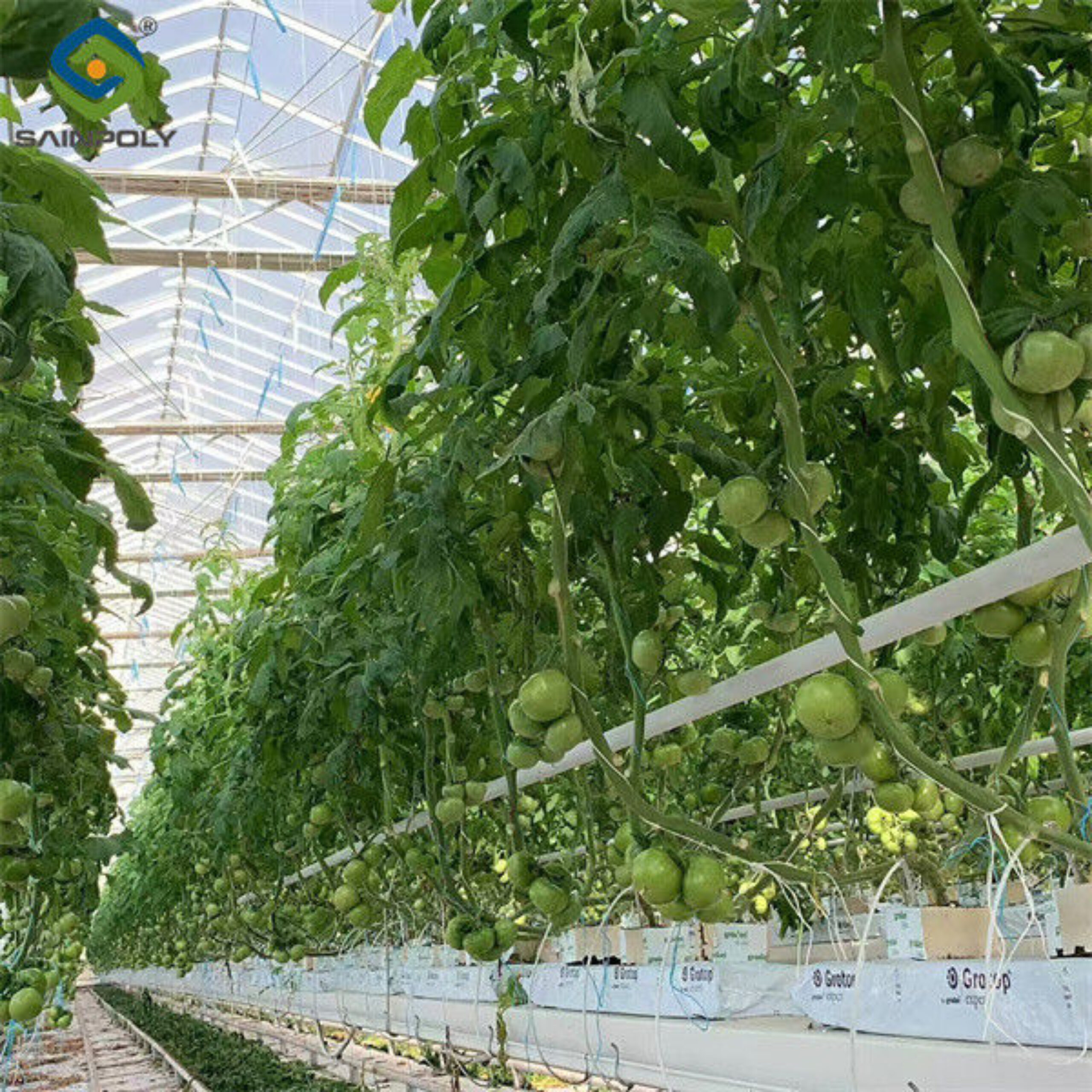 Tomato Plant Greenhouse Film Greenhouse With Hydroponic Culture Soilless Cultivation