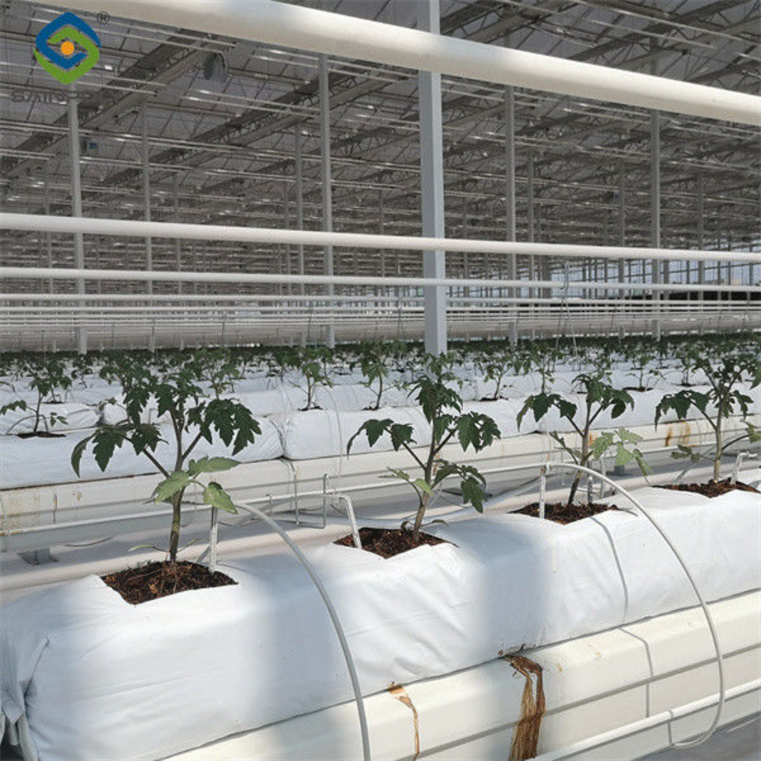 Tomato Plant Greenhouse Film Greenhouse With Hydroponic Culture Soilless Cultivation