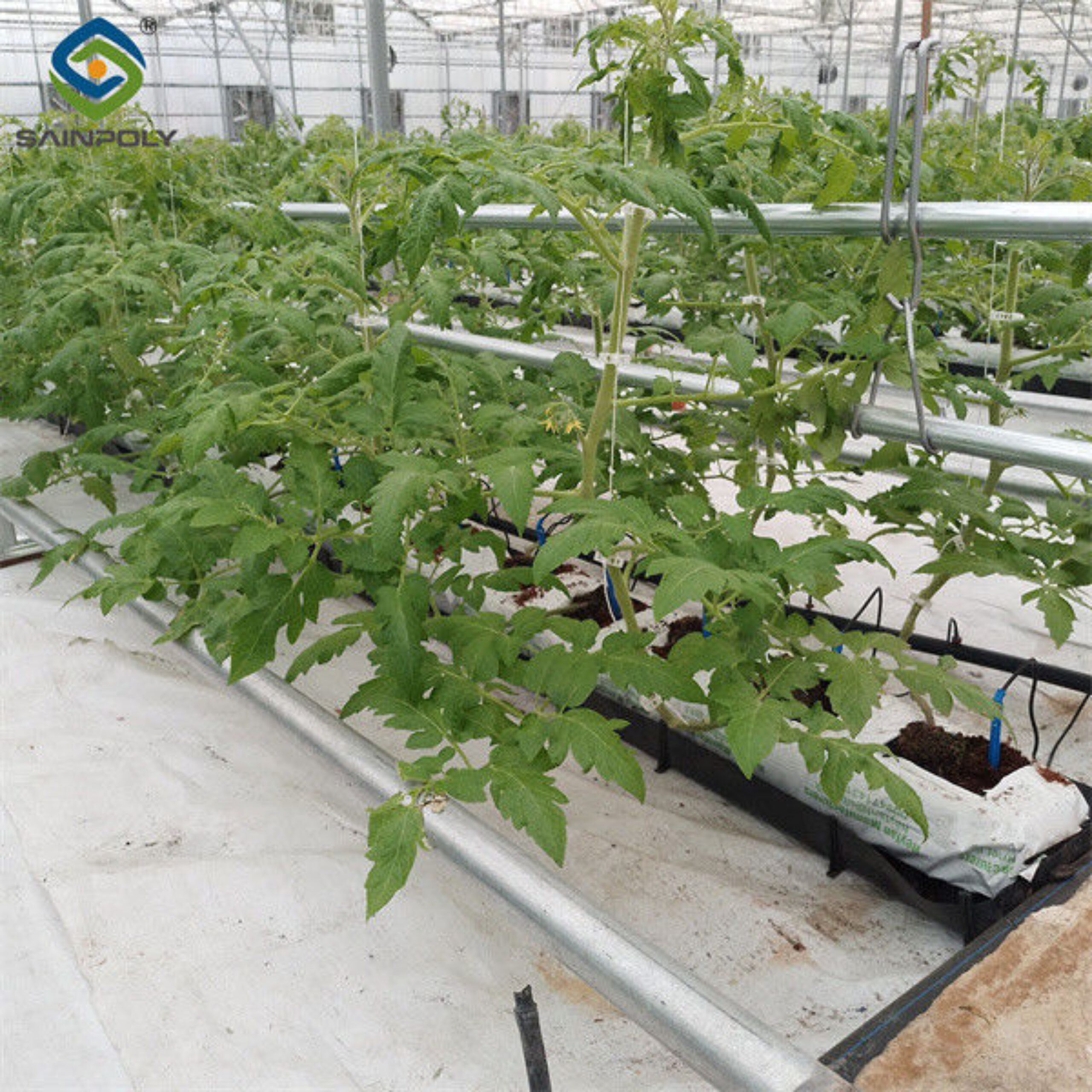 Tomato Plant Greenhouse Film Greenhouse With Hydroponic Culture Soilless Cultivation
