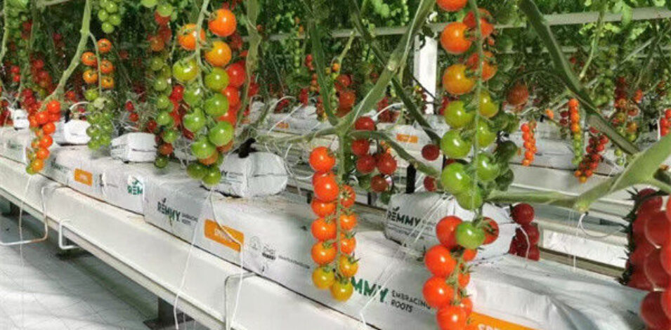 Tomato Plant Greenhouse Film Greenhouse With Hydroponic Culture Soilless Cultivation