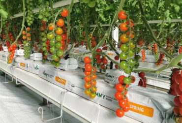 Tomato Plant Greenhouse Film Greenhouse With Hydroponic Culture Soilless Cultivation