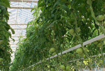Tomato Plant Greenhouse Film Greenhouse With Hydroponic Culture Soilless Cultivation