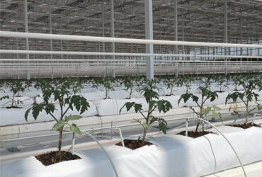 Tomato Plant Greenhouse Film Greenhouse With Hydroponic Culture Soilless Cultivation