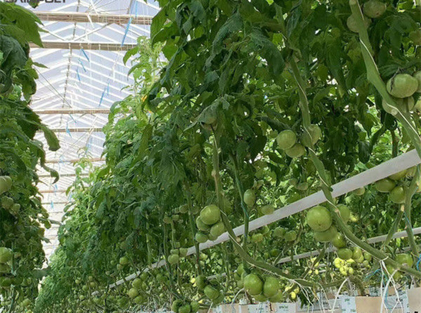Tomato Plant Greenhouse Film Greenhouse With Hydroponic Culture Soilless Cultivation